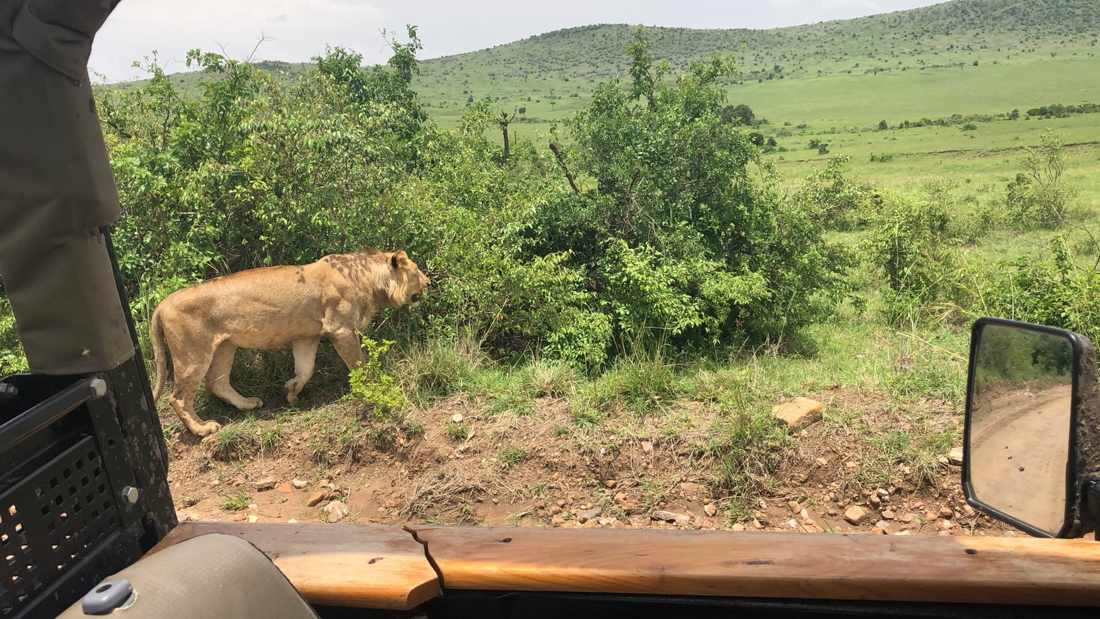 Lions of the mara