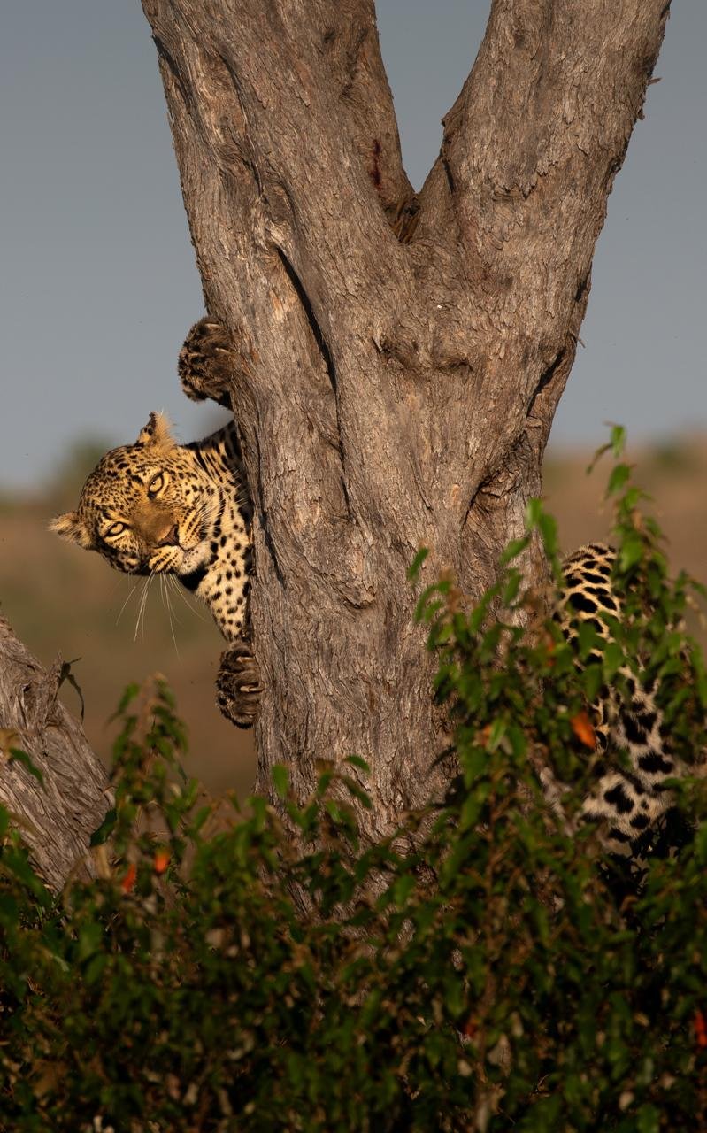 Safari Gallery Image